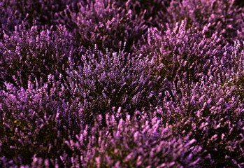 Obraz premium Close-up on a lavender field at sunset