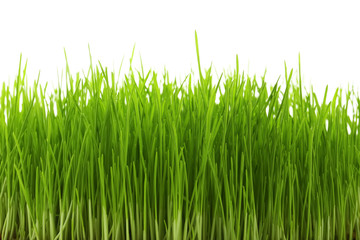 Sprouted wheat grass on white background, closeup