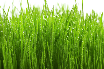 Fototapeta na wymiar Sprouted wheat grass on white background, closeup