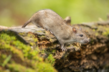 Naklejka na ściany i meble Rat, brown rat