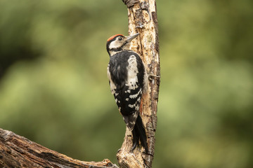 Great Spotted woodpecker