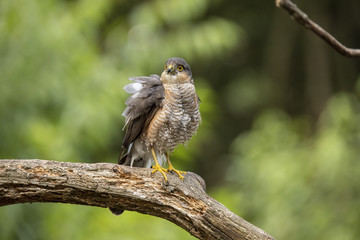 Sparrow hawk