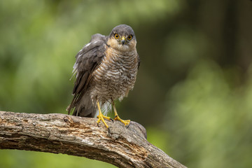 Sparrow hawk