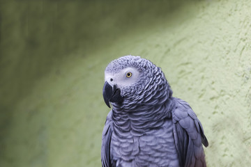 Obraz premium Porträt eines Graupapageis, Psittacus erithacus