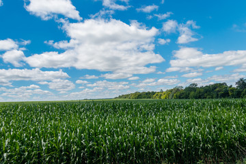 Fototapeta na wymiar Field of young green corn