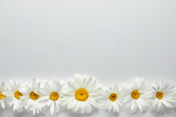 Beautiful camomile flowers on white background