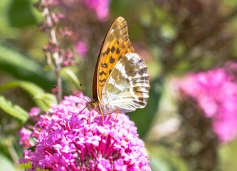 Obraz premium Silver-washed Fritillary or Argynnis paphia sitting on aflower