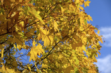 Indian summer a lot of maple leaves on the branches in the background of the blue sky