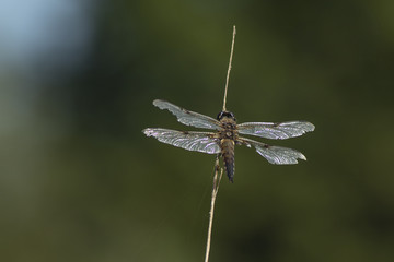 Dragonfly, Odonata