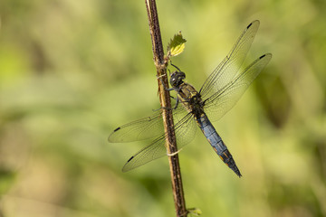 Dragonfly, Odonata