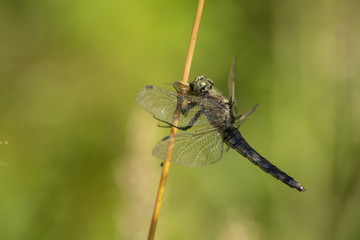 Dragonfly, Odonata