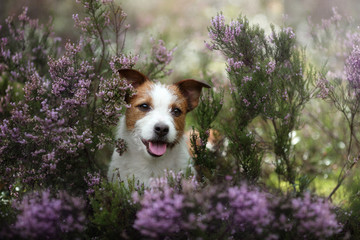 Cute dog jack russell terrier outdoors