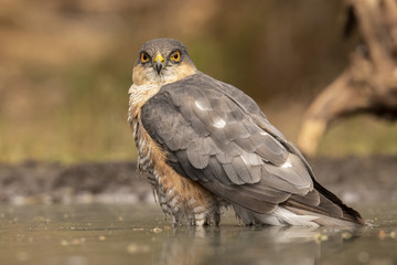 Sparrow-hawk, Accipiter nisus