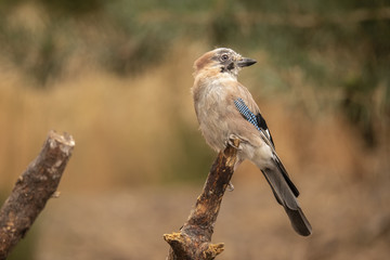 Jay, Garrulus glandarius