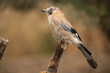 Jay, Garrulus glandarius