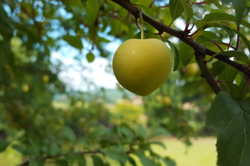 A single green plum