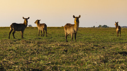 Waterbuck Antelope in the Chobe Natural Park in Botswana, Africa	
