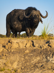 Fototapeta premium Buffalo in Chobe Natural Park in Botswana, Africa