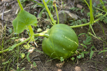 Bahçede yetişen sebze ve meyveler