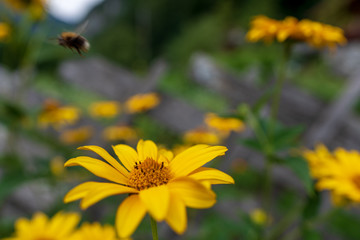 Blume mit Hummel im Anflug