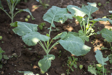 Bahçede yetişen sebze ve meyveler