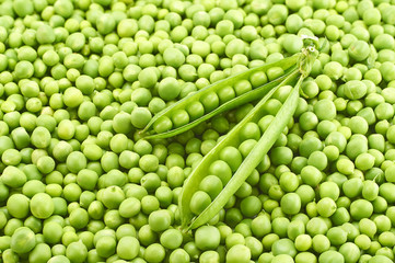 Fresh young green peas