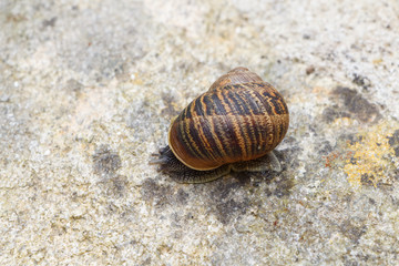 Escargot sur mur en pierre