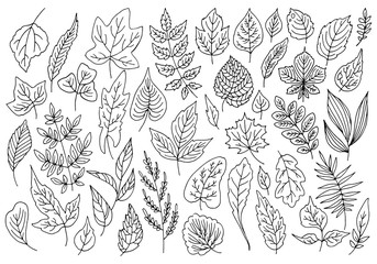 Big vector collection of different leaves, line drawings.
