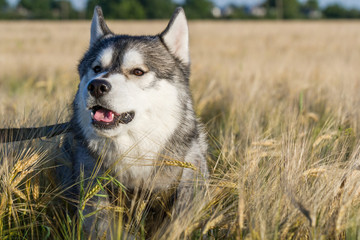 A dog of the Siberian Husky breed of black and white color