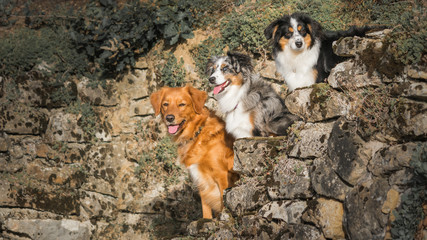 Three Dogs, Best Friends