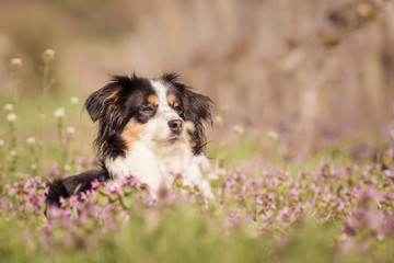 Nala the Miniature Australian Shepherds, Flower Meadow, Summer