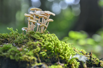 fungi