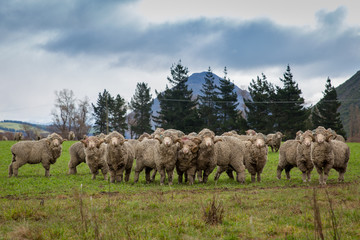 Naklejka na ściany i meble A mob of merino sheep, which are bred for their valuable wool, in the high country 