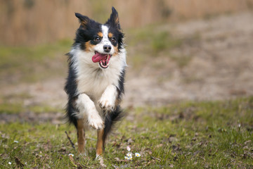 Nala the Miniature Australian Shepherd, , expoling the woods, summertime
