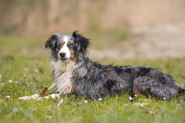 Mili the Miniature Australian Shepherd, Stunning Blue Eyes, Chilling