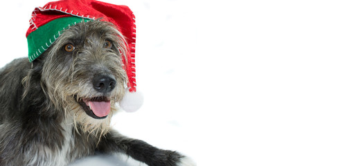 CHRISTMAS DOG WITH SANTA CLAUS HAT. WEB BANNER OR GRETTING CARD. ISOLATED ON WHITE BACKGROUND