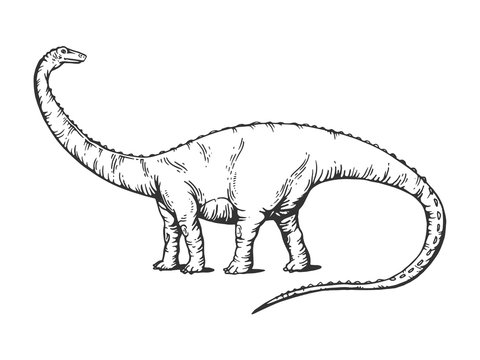 Diplodocus dinosaur engraving vector illustration