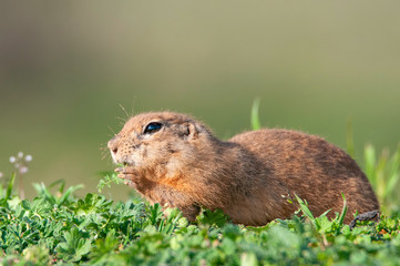 Ground squirrel (Spermophilus pygmaeus) standing in the grass with a leaf in his mouth