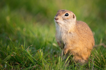 Ground squirrel (Spermophilus pygmaeus) standing in the grass