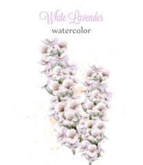 White lavender watercolor flowers isolated Vector. Beautiful floral decorations