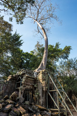 Kambodscha - Angkor - Ta Prohm