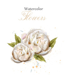 Watercolor white peonies isolated Vector. Beautiful floral decors