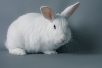 Gorgeous white baby bunny rabbit with huge ears on a seamless gray background