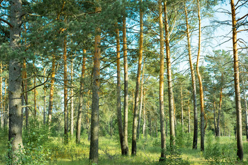 natural parks of the Moscow region.pines sway in the sky.