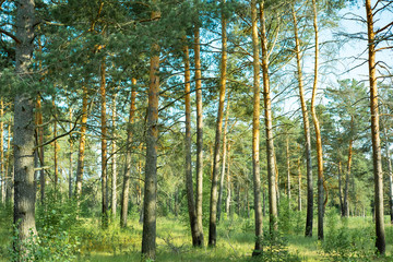 Obraz premium natural parks of the Moscow region.pines sway in the sky.