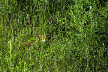 Fox in the grass