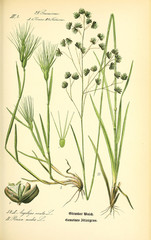 Illustration of plant