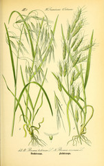 Obraz premium Illustration of plant