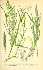 Illustration of plant