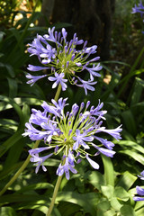 Agapanthus africanus / Agapanthe en ombelle